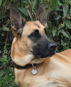 honden foto van Debby