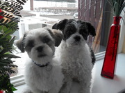 honden foto van anita(jerry)