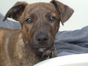 honden foto van Esther