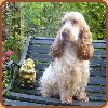 honden foto van ans de gunst