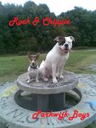 honden foto van monique