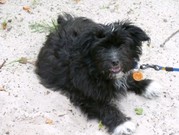 honden foto honden foto van Patries