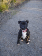 honden foto van Marcy