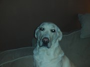 honden foto van bets 