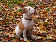 honden foto van sandra en pieter