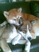 honden foto van betty