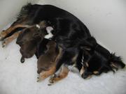 honden foto honden foto van Marion Ros