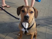 honden foto van cali