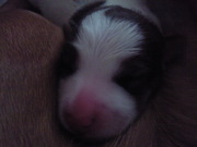 honden foto van marja nagtegaal