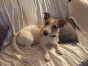 honden foto van Stuurman