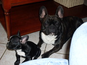 honden foto van spike