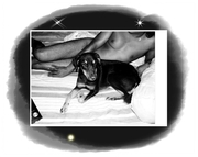 honden foto van ilona 