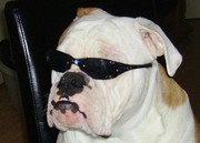 honden foto van conchita