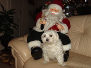 honden foto van daisy