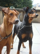 honden foto van Van Rayland