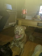 honden foto van rocky