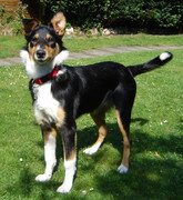 honden foto van Jindoncha