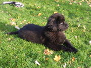 honden foto van Anne