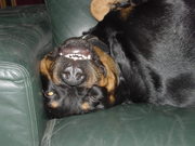 honden foto van lia dekkers