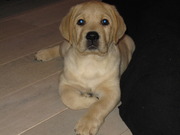 honden foto van Miranda