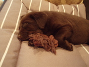 honden foto van Jenny