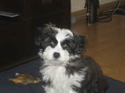 honden foto van karin