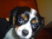 honden foto van andien