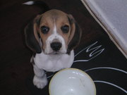 honden foto van Lizanne