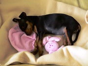 honden foto van Karin Milovanovic