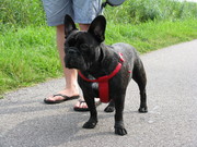 honden foto van Ronald