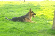 honden foto honden foto van Sandy
