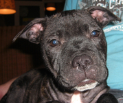 honden foto honden foto van babs