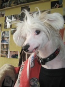 honden foto van esmariana