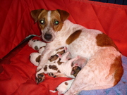 honden foto van hindrickx