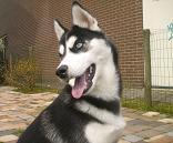 honden foto van Sky