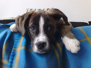 honden foto honden foto van Joy & Ray