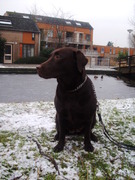 honden foto van michelle