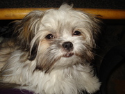 honden foto van Natasja