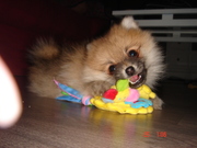 honden foto van katrien