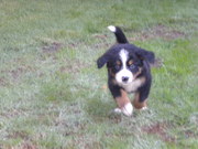 honden foto van Sandra