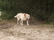 honden foto van chantal