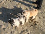 honden foto van marjon 