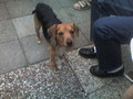 honden foto van Evelina Ribbels