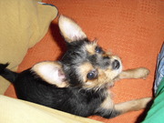 honden foto van Margot B.