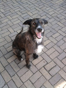 honden foto van Renée