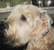 honden foto van heleen lowiessen