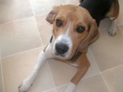 honden foto van didem