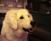 honden foto honden foto van annelies coumans