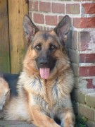 honden foto van Karin