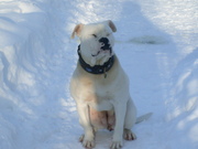 honden foto van herman